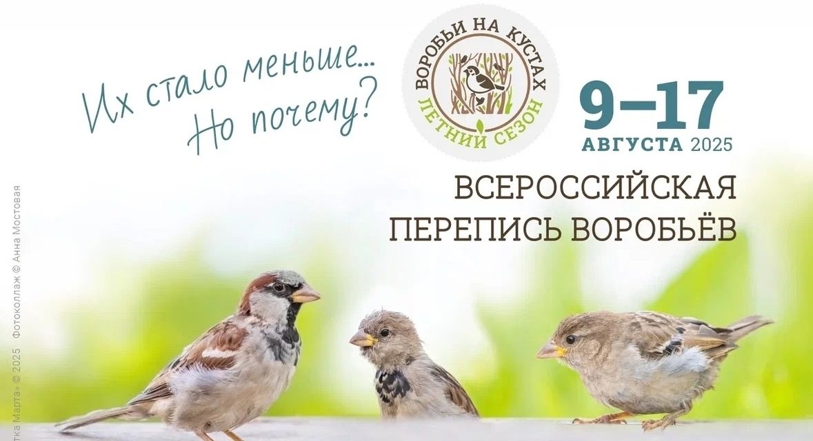 ВСЕРОССИЙСКАЯ ПЕРЕПИСЬ ВОРОБЬЁВ